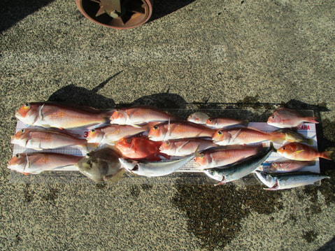 秘密の場所で釣れた魚