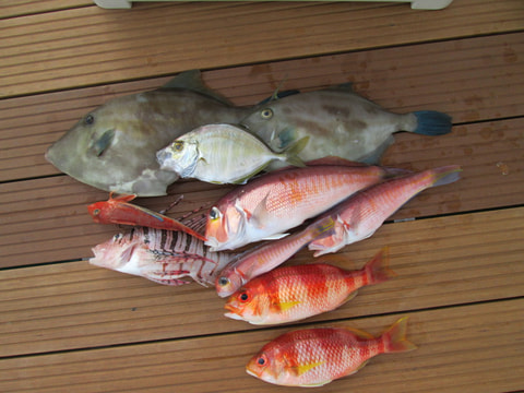 江梨沖で釣れた魚