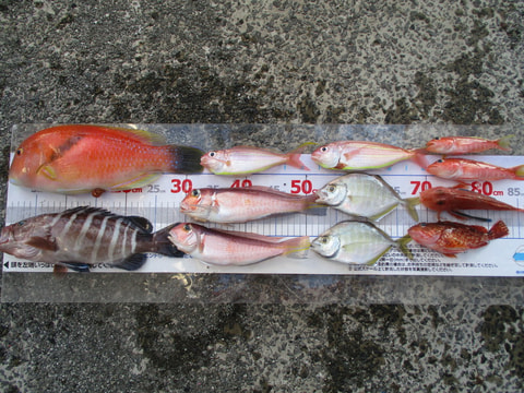 江梨・大瀬崎沖で釣れた魚