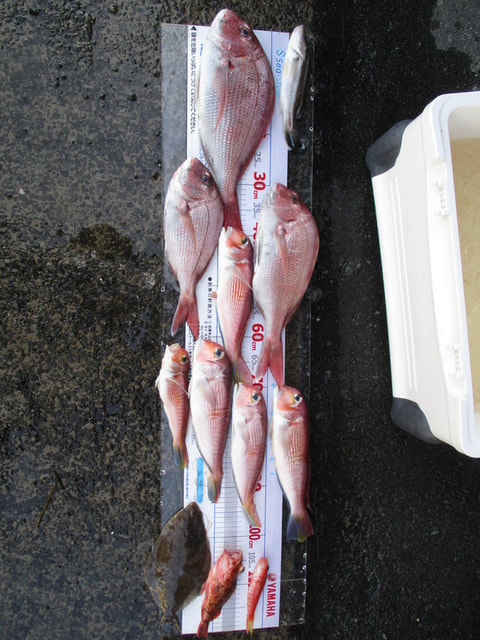 江梨・淡島沖・沼津港沖で釣れた魚