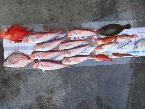 淡島周り・江梨沖で釣れた魚