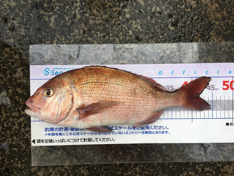 淡島で釣れた魚