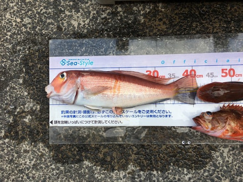 淡島周りで釣れた魚