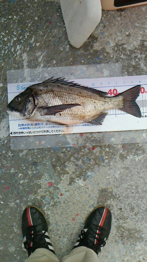 江梨で釣れた魚