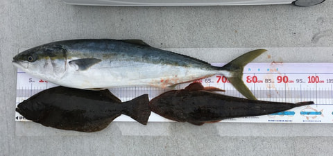 沼津港沖で釣れた魚