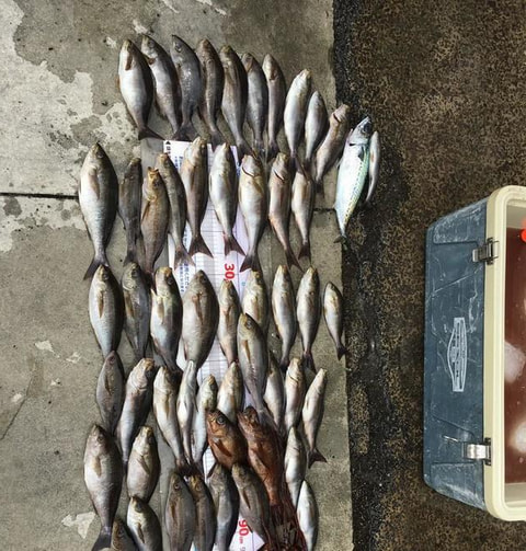 波勝崎で釣れた魚