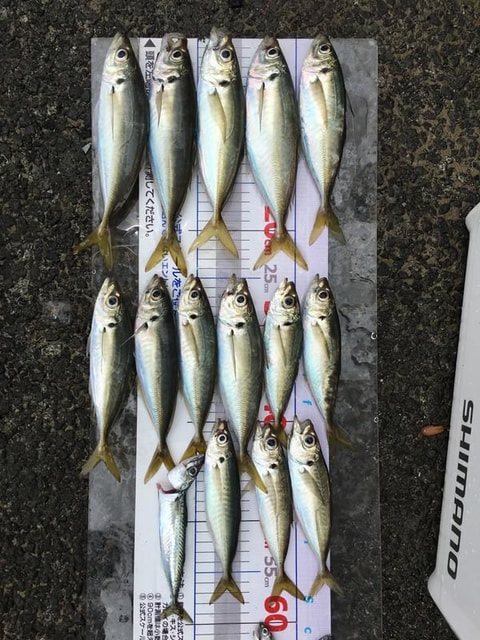 沼津湾内で釣れた魚