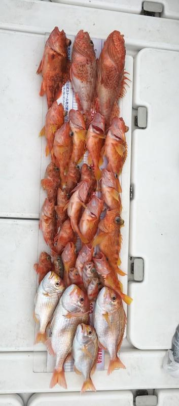 戸田沖～土肥沖で釣れた魚