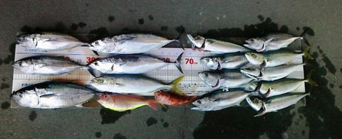 沼津沖で釣れた魚