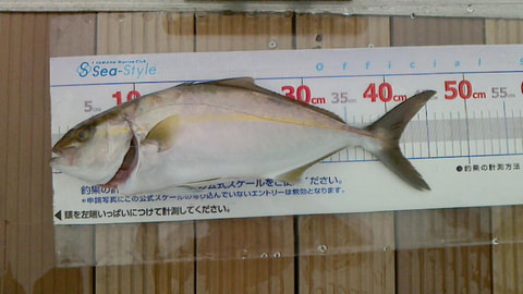 久料で釣れた魚