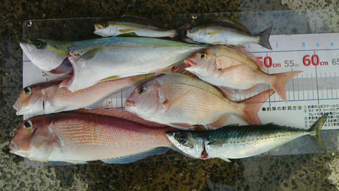 ワラサ根・江梨で釣れた魚