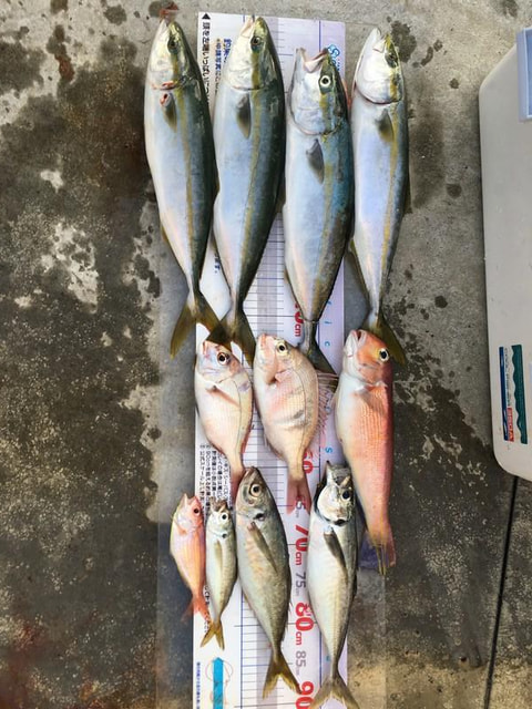 ワラサ根で釣れた魚
