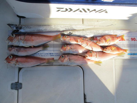 沼津沖・江梨沖で釣れた魚