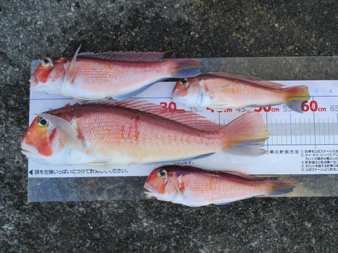 沼津沖で釣れた魚