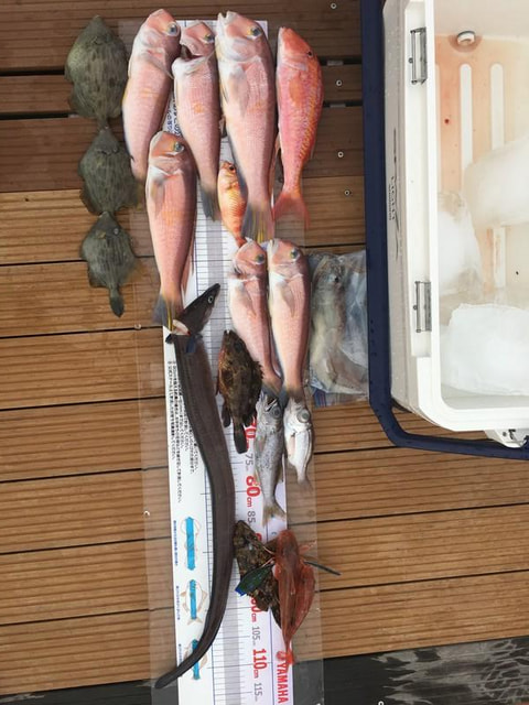 江梨沖で釣れた魚