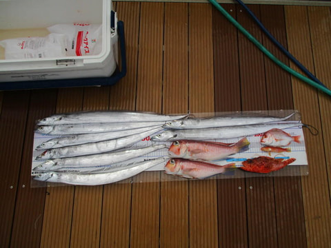 沼津沖で釣れた魚