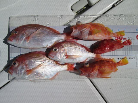 戸田沖で釣れた魚