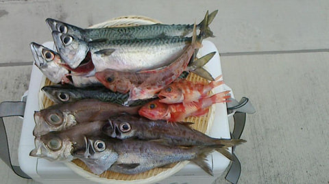 沼津沖　150ｍ～300ｍで釣れた魚