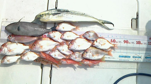 戸田沖　水深100ｍで釣れた魚