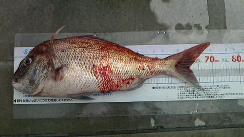 沼津沖全域で釣れた魚