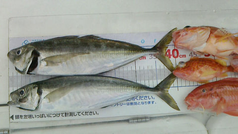 大崎から戸田海域で釣れた魚