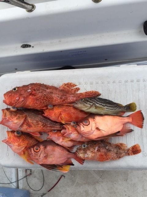 大瀬崎で釣れた魚