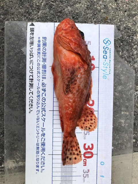 大瀬崎沖で釣れた魚