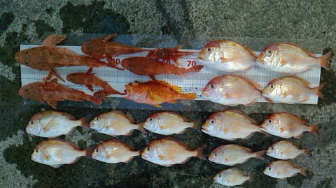 大瀬崎沖で釣れた魚