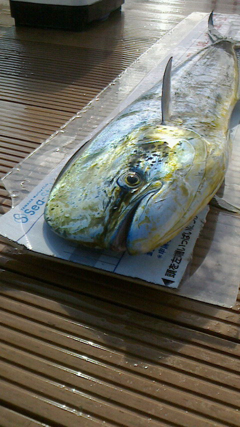 静浦港前で釣れた魚