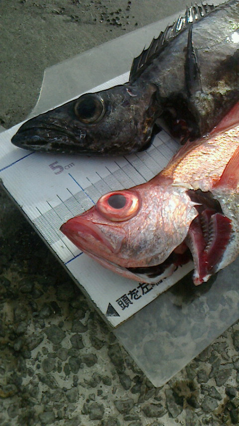 千本浜方面で釣れた魚