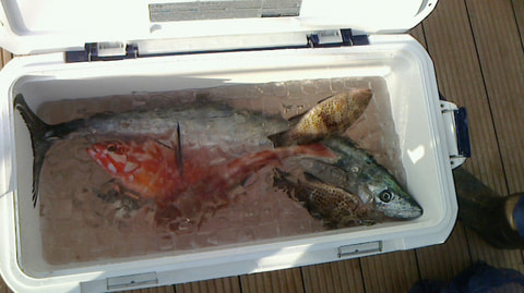 大瀬崎周辺で釣れた魚