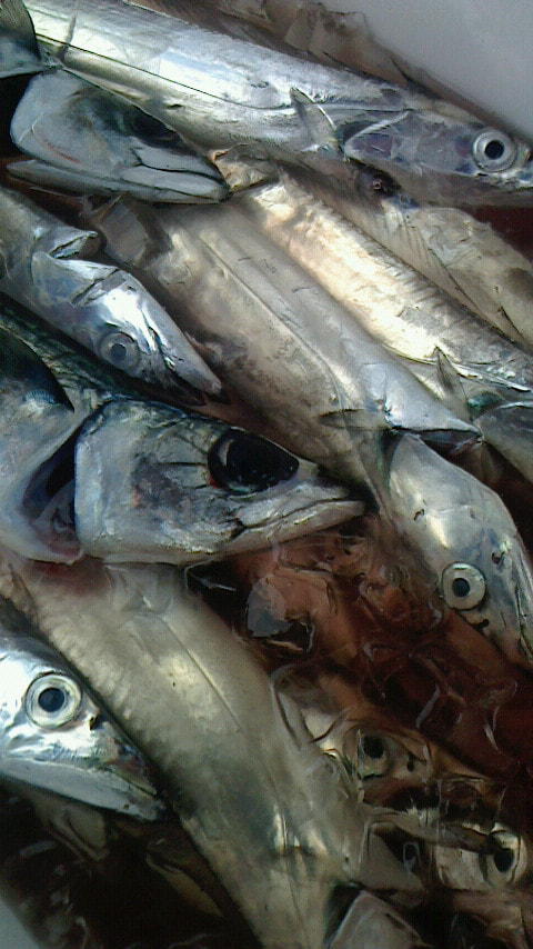 沼津港北で釣れた魚