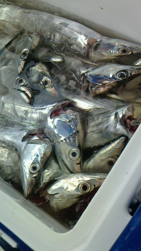 沼津港沖で釣れた魚