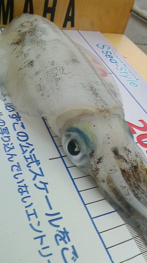 平沢沖　水深20ｍで釣れた魚