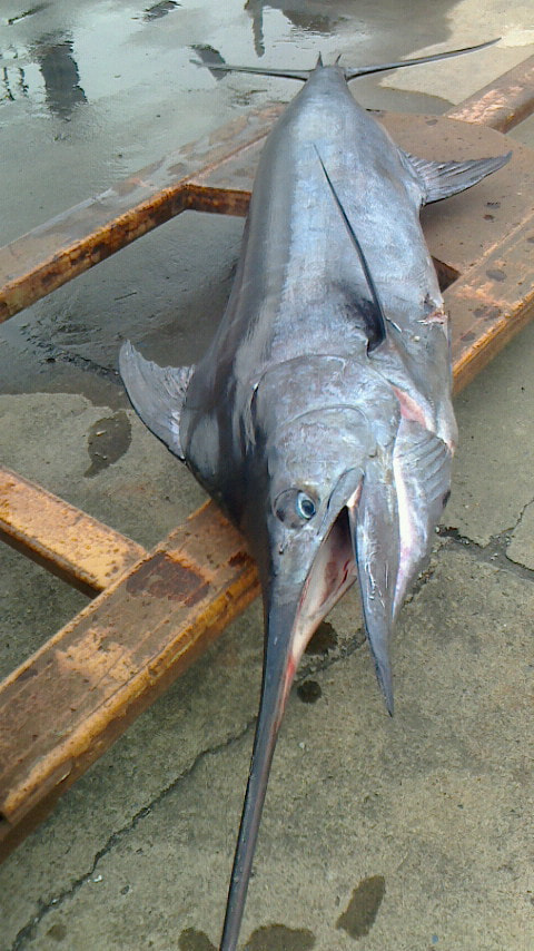 下田沖で釣れた魚