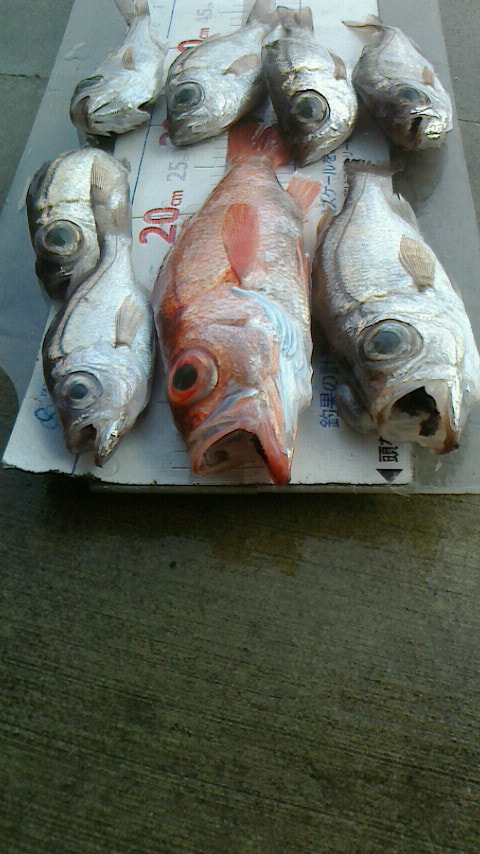 千本浜沖　水深250ｍで釣れた魚