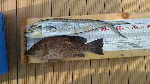 淡島・ワラサ根で釣れた魚