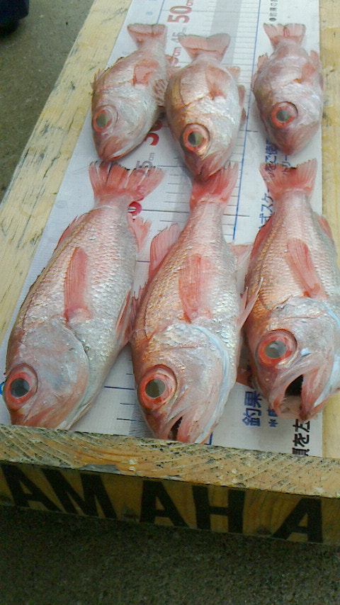 清水沖で釣れた魚