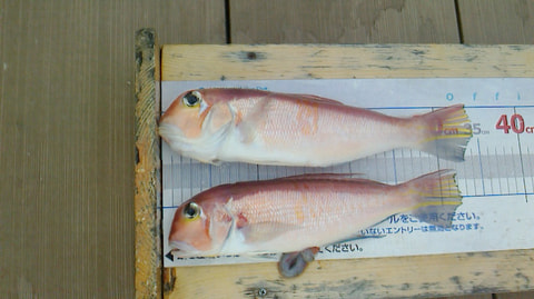 木負からワラサ根　水深70ｍで釣れた魚