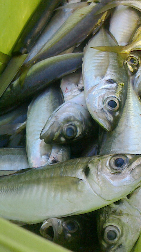 淡島周辺で釣れた魚