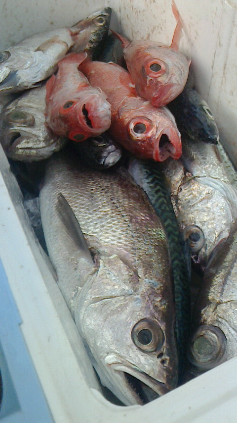 田子の浦沖　水深250ｍで釣れた魚