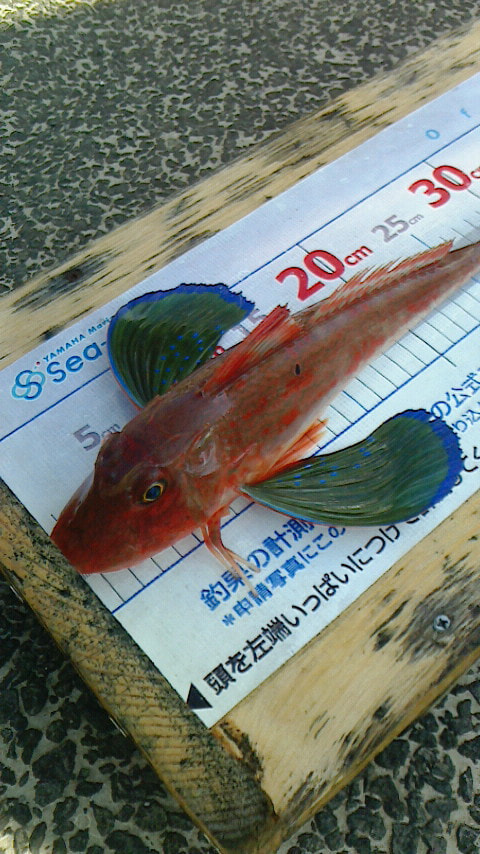淡島-ワラサ根で釣れた魚