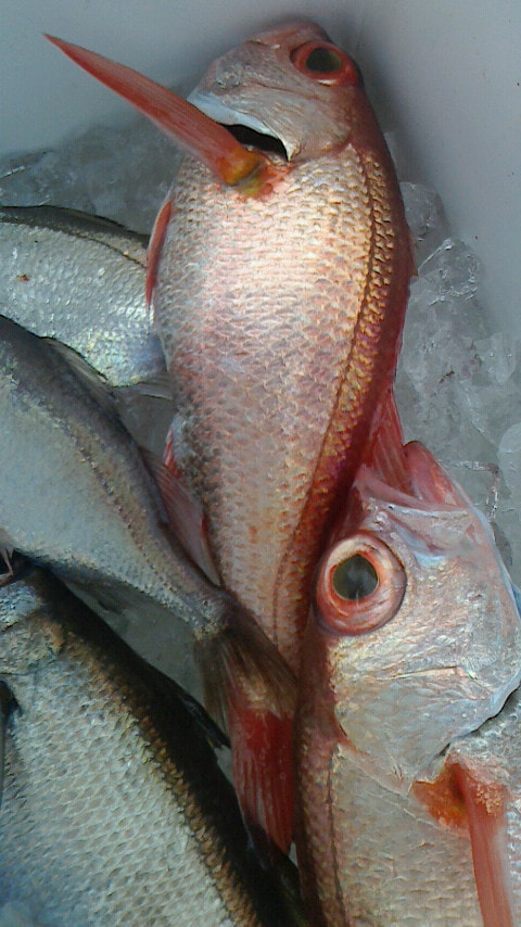 千本浜沖 水深250mで釣れた魚