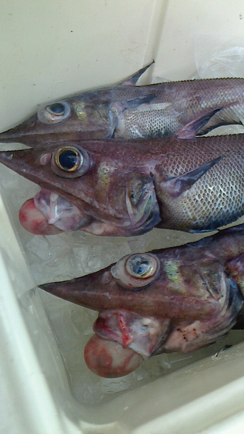 大瀬崎沖で釣れた魚