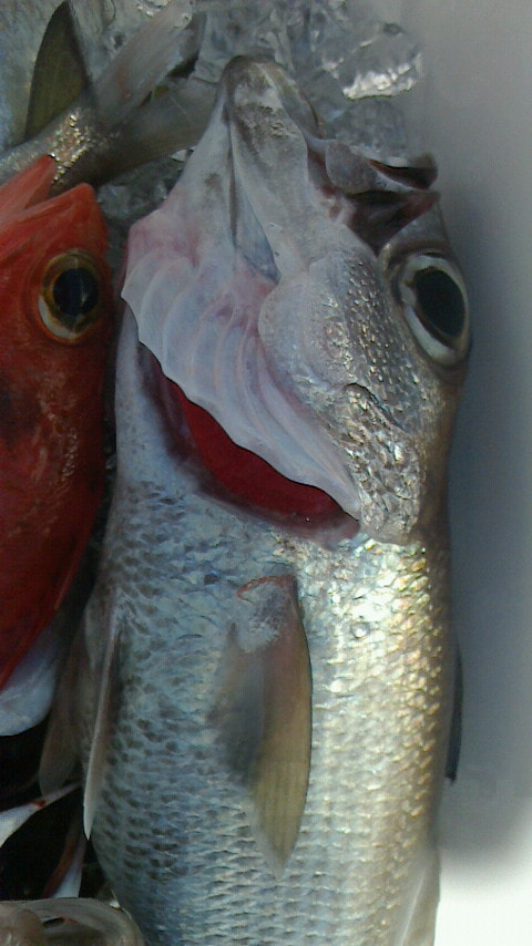 千本浜沖で釣れた魚
