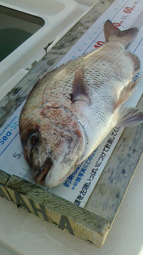 長根周辺で釣れた魚