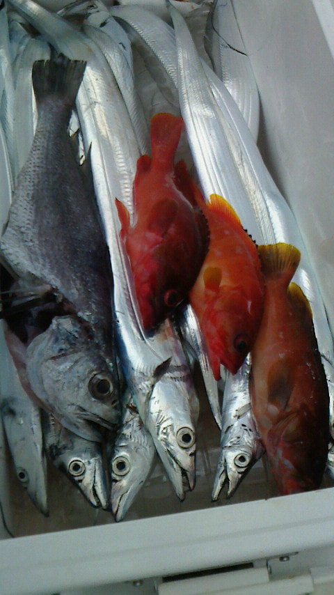 アカハタ　大瀬崎　タチウオ　マリーナ前で釣れた魚