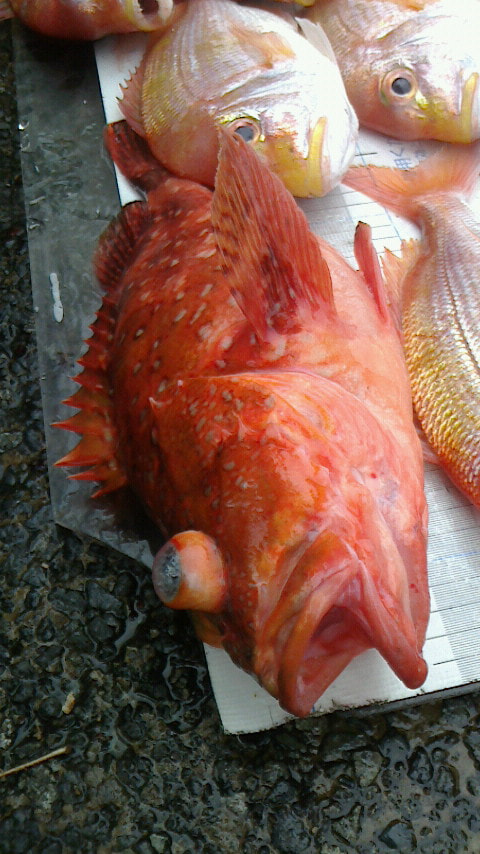 井田沖で釣れた魚