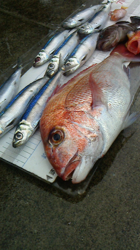 久料沖で釣れた魚