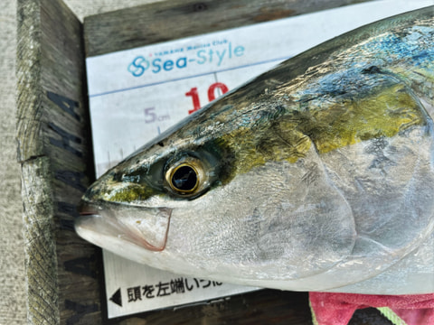 狩野川沖で釣れた魚